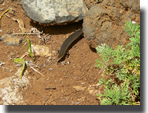 Chalcides viridanus